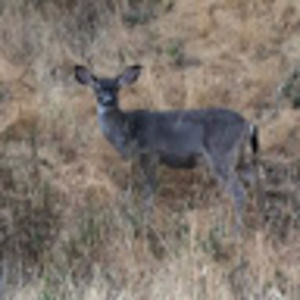 Meet your Posher, Country